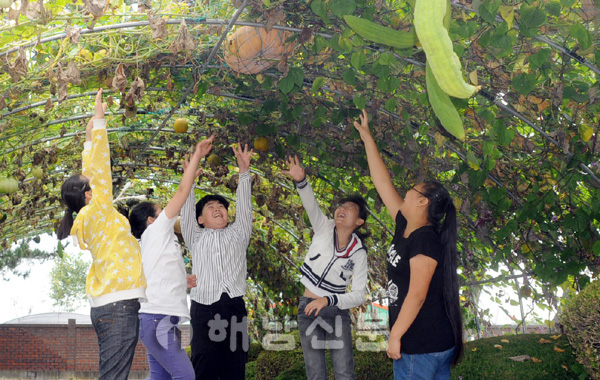 마산초등학교의 농촌체험현장. 학생들은 자신들이 가꾼 농장에 호박·수세미가 주렁주렁 열리자 환호하고 있다.