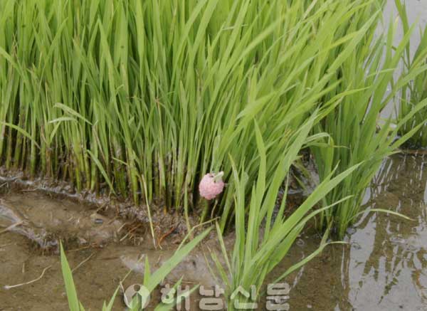우렁이 알이 주렁 주렁