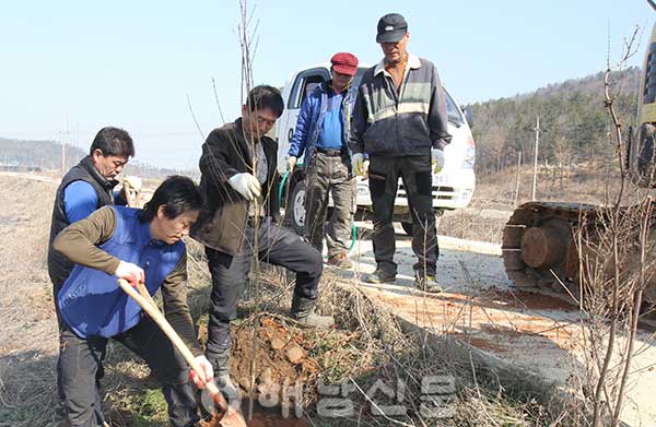 ▲ 안정마을 청·장년회가 지난 8일 산막천 안정마을 구간에 개복숭아 나무 300그루를 심었다.