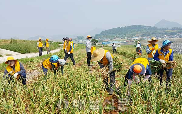 ▲ 해남군의원들과 의회사무과 직원들이 지난 26일 송지면 마늘밭에서 마늘 수확을 도왔다.