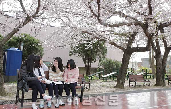 ▲ 벚꽃이 만발한 해남제일중 교정에서 학생들이 봄을 느끼고 있다.