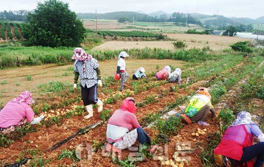 ▲ 농촌인력중개센터는 일손이 필요한 농가와 구직자를 연결해 일손 부족에 도움을 주고 있다.