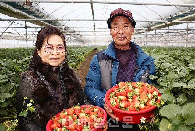 ▲ 해남땅끝딸기연구회 황순철 회장이 생산한 고품질 딸기가 동남아로 수출하게 됐다.