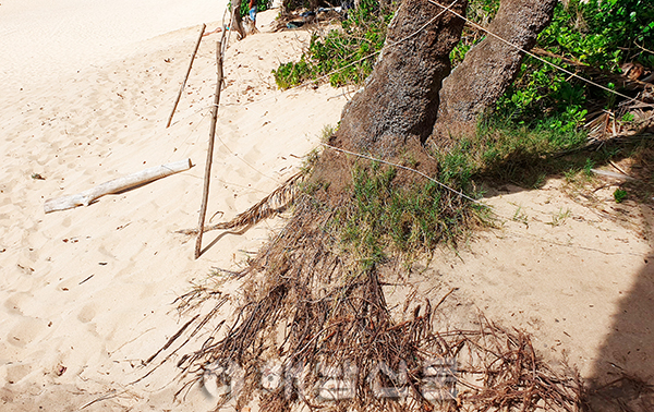 ▲ 연안침식에 의한 모래유실로 해변에 심어진 나무의 뿌리가 드러나고 있다.