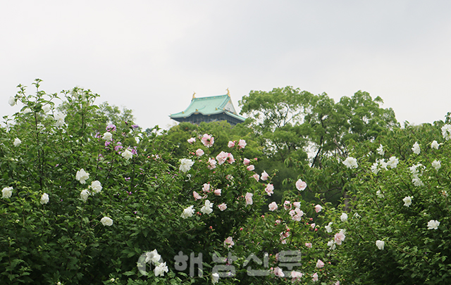 ▲ 오사카성 앞에 피어있는 나라꽃 무궁화꽃.
