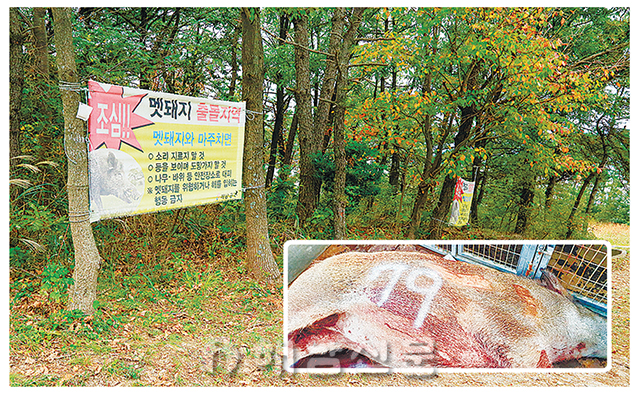 ▲ 해남군 유해야생동물 피해방지단이 지난 19일 해남읍 금강산에 출몰한 멧돼지 1마리를 포획했다.