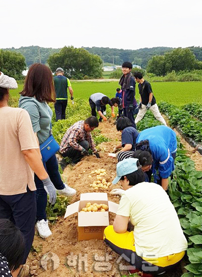 ▲ 행복농장 직업재활 프로그램에 참여한 참여자들이 감자를 수확하고 있다.