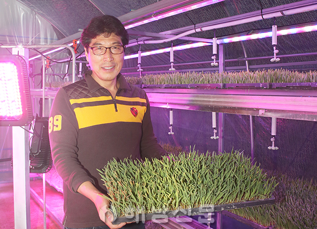 ▲ 박인석 씨가 해남읍 학동리 하우스에서 기능성 새싹보리를 재배해 관심이 쏠리고 있다.