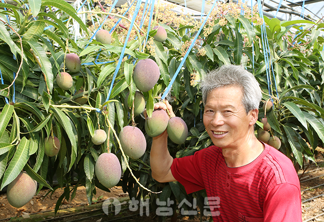 ▲ 해남다온농장 박상관 대표가 수확을 앞둔 애플망고를 보여주고 있다.