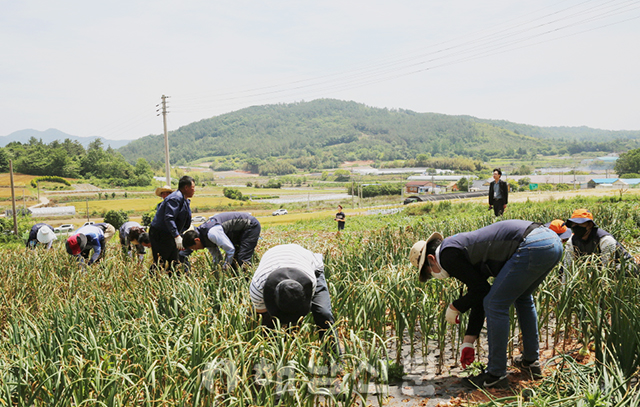 ▲ 해남군 공무원들이 마늘재배 농가를 찾아 마늘 수확을 돕고 있다.