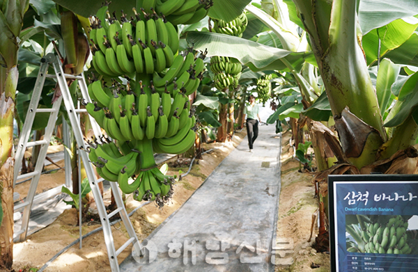 ▲ 해남군농업기술센터가 아열대 작물 육성을 위해 첨단하우스에서 바나나를 시험재배하고 있다.