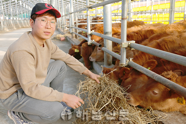 ▲ 축산업을 시작한지 3년차에 접어든 박재훈 씨가 소에게 먹이를 주고 있다.