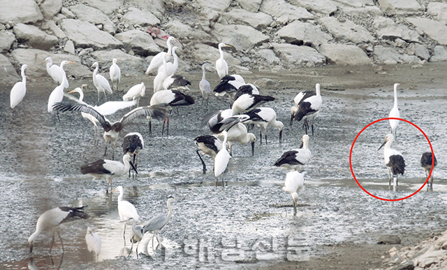 ▲ 지난해 12월 25일 해남 갯벌에서 무리 지어 먹이활동을 하는 황새들이 관찰됐다. 오른쪽 원안의 황새는 러시아에서 구조되어 방사한 개체이다. <국립생태원 제공>