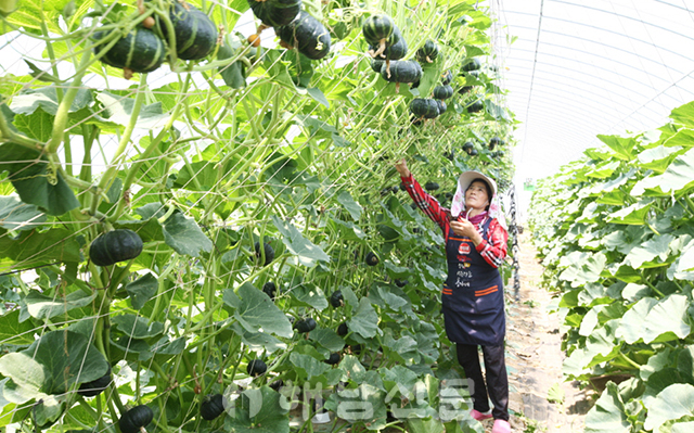 ▲ 한 농민이 비닐하우스에서 재배 중인 미니단호박을 수확하고 있다.