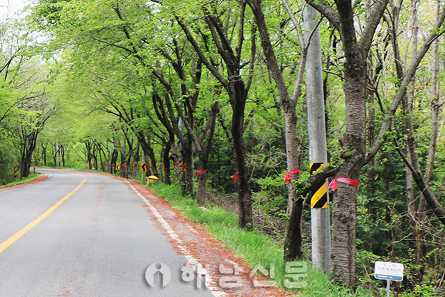 ▲ 쇄노재 인근 도로변에 심어진 벚나무.