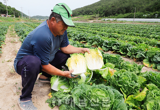 ▲ 화원에서 배추 농사를 하는 김현철 씨가 수확시기를 놓쳐 꽃대가 자라고 있는 배추 속을 보여주고 있다.