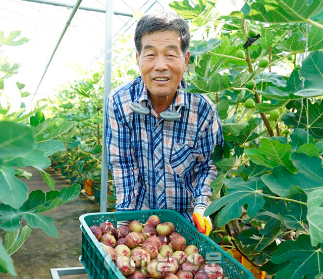 ▲ 송지면 박종휘 씨가 시설하우스에서 키운 무화과를 수확하고 있다.