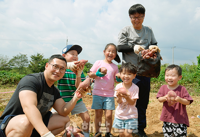 ▲ 2019년 상월고구마축제 현장에서 고구마를 캐고 있는 가족들.