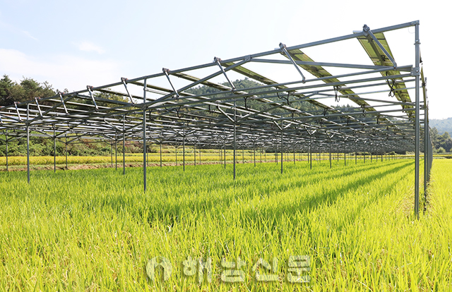 ▲ 태양광 패널이 설치된 논과 차밭. (아래쪽)