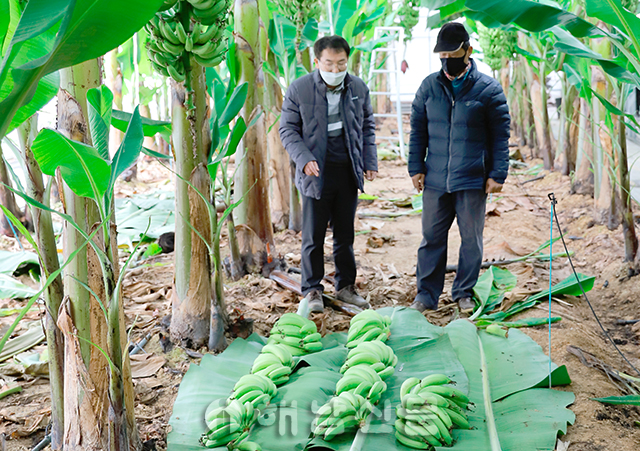 ▲ 오영상 농장 대표와 박재옥 농업연구관이 수확한 바나나를 살펴보고 있다.