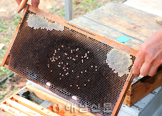 ▲ 꿀벌이 한 마리도 남지 않고 사라져 버린 벌통 내부 벌집의 모습.