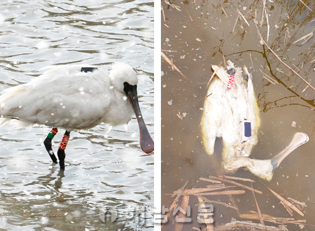 ▲ 현산천에서 먹이활동 중인 저어새(왼쪽)가 6일 만에 사체로 발견됐다.