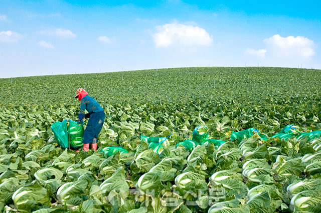 ▲ 해남의 한 농가가 배추를 수확하고 있다. <자료사진>