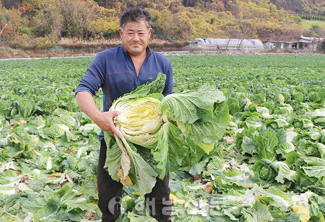 ▲ 화원의 배추밭에서 수확작업을 하고 있는 김현철 씨가 속이 빈 '공갈배추'를 보여주고 있다.