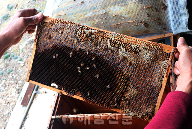▲ 지난달 27일 마산면의 한 양봉농가. 월동 준비를 위해 가득 차 있어야 할 벌집에 꿀벌들이 거의 보이지 않는다.