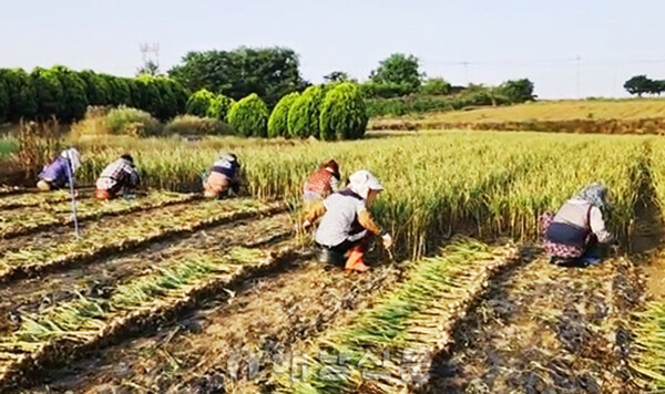 ▲지난 23일 북일면 용원마을 김인수 씨의 밭에서 마늘 수확 작업이 진행됐다.