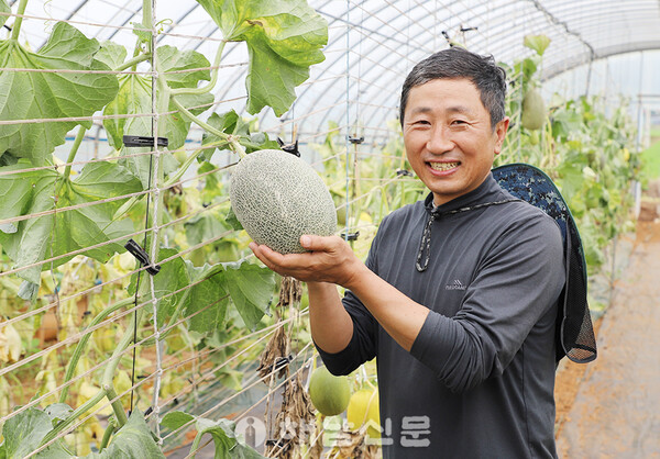 ▲이장한 씨가 비닐하우스에서 수확을 앞둔 항산화 골드 머스크 멜론을 보여주고 있다.