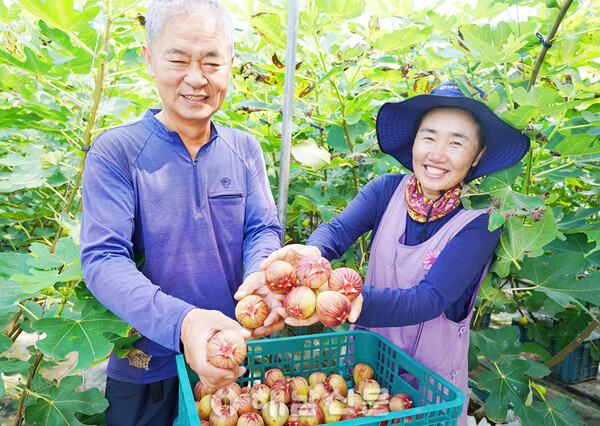 ▲송지면 군곡리 쌍둥이네 농장의 황인복·김선희 씨 부부가 수확한 무화과를 보여주고 있다.