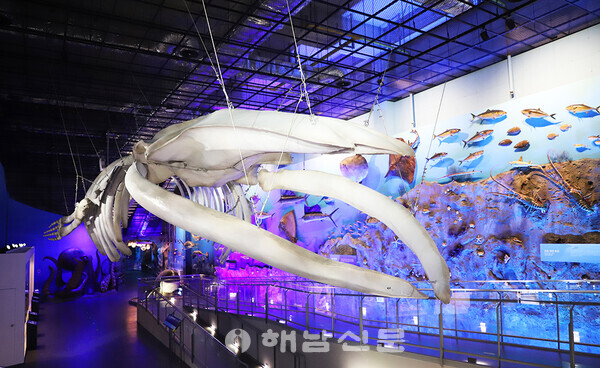 ▲25m 길이의 대왕고래 뼈는 인도네시아 한 마을에서 들여와 2전시관에서 관람객을 맞고 있다.