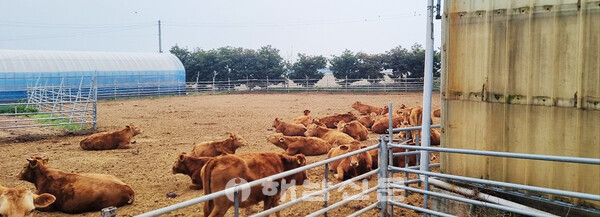 ▲축산농가는 소 운동장 등을 운영하면 저탄소 축산물인증을 받을 수 있다.