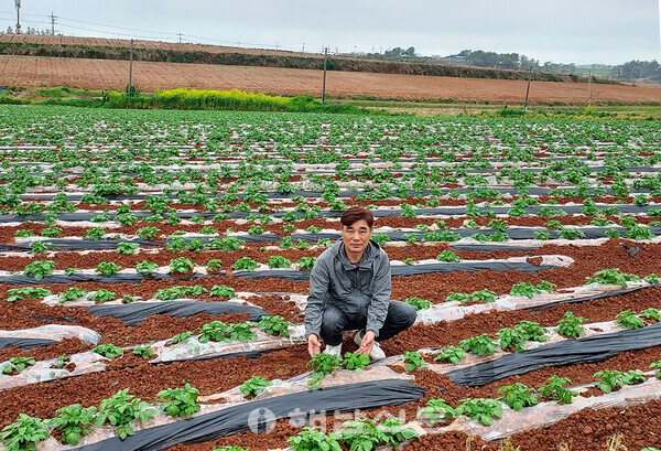 ▲이덕주 이장이 자신의 밭에서 감자순을 보여주고 있다. 