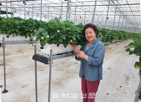 ▲차민정 씨가 막바지 수확을 마친 딸기를 보여주고 있다. 