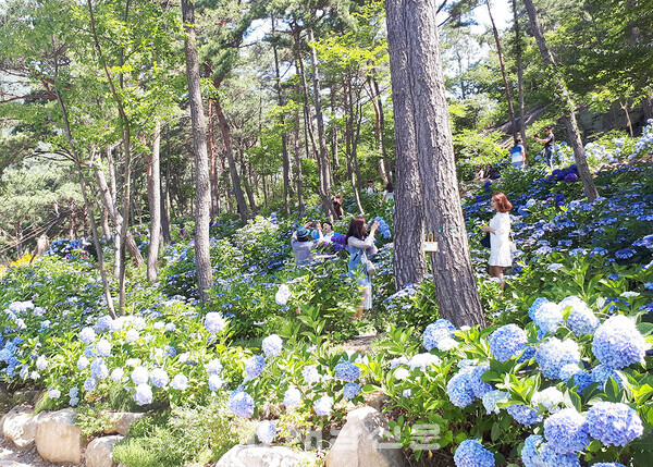 ▲제6회 땅끝해남 수국축제가 오는 10일부터 포레스트수목원에서 개최된다.