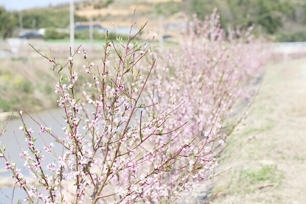 ▲오호천을 따라 심어진 복숭아 나무에 꽃이 피어 있다.
