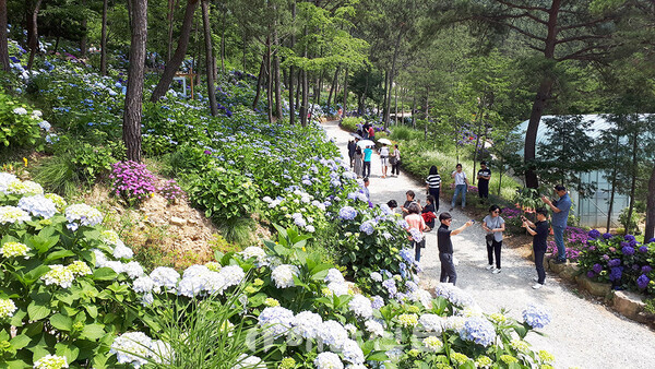 ▲현산면 봉동계곡 포레스트수목원 전경. 오는 14일부터 제7회 땅끝 해남 수국축제가 열린다.