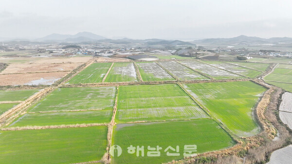 ▲수년째 농사가 중단돼 뻘과 잡풀이 무성한 채 방치되고 있는 혈도 간척지.