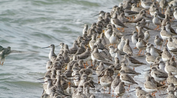 ▲유부도 현재 모습. 뒷부리도요가 갯벌에서 휴식을 취하고 있다.