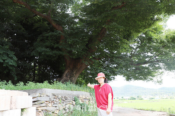 ▲이경희 이장이 500년 수령의 느티나무를 가리키고 있다.