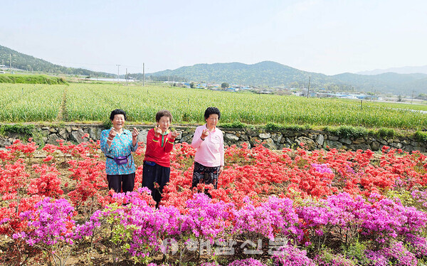 ▲ 지난해 주민들이 마을에 꽃단지를 조성했다.