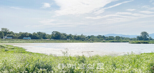 ▲역간척 이후 생태계가 살아난 비와호 하야사키나이코 내호의 모습.