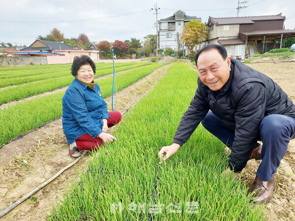▲양파밭을 둘러보고 있는 박광철·백검례 씨 부부.